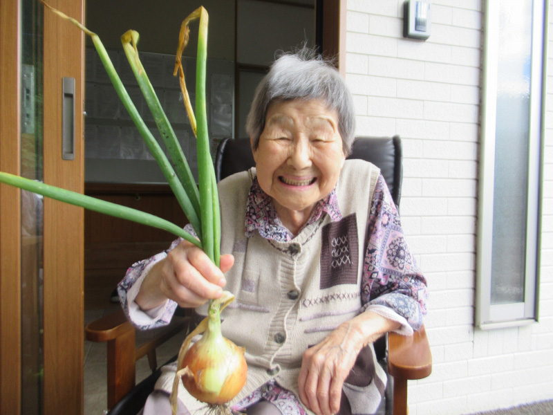 玉ねぎの収穫
