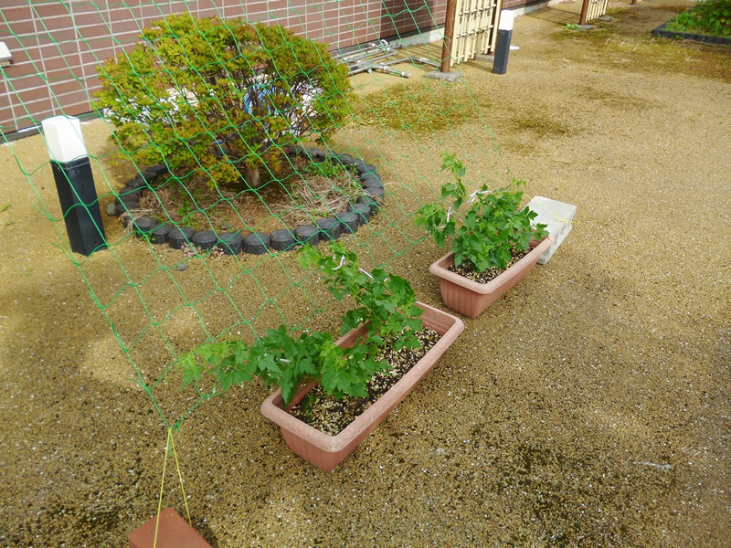 かわいいフーセンが風に揺れて