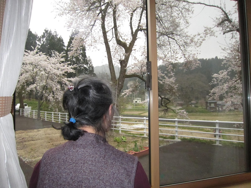 一面桜色♪