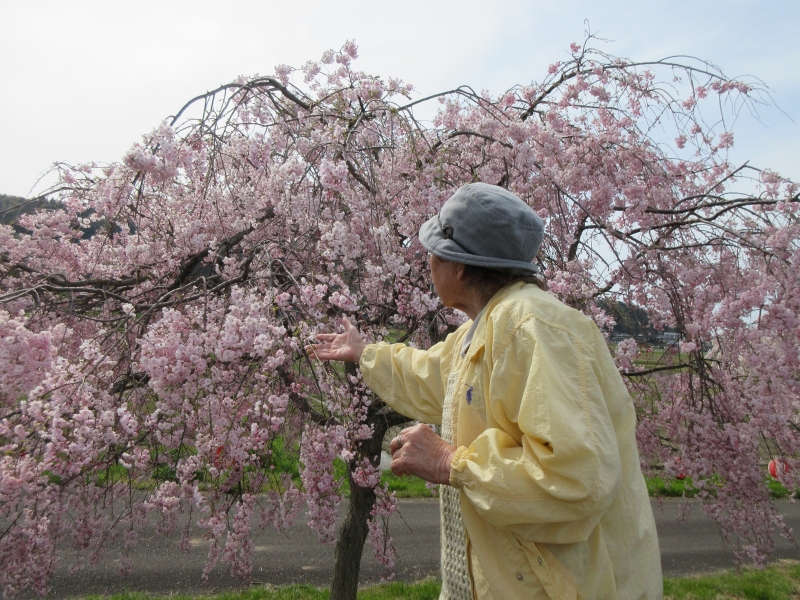 春の外出「桜巡り」